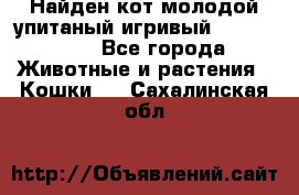 Найден кот,молодой упитаный игривый 12.03.2017 - Все города Животные и растения » Кошки   . Сахалинская обл.